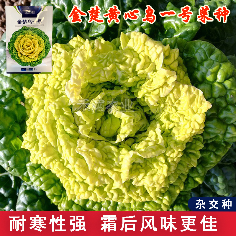 金楚乌一号黄心乌塌菜种子耐寒黄心菜种子菊花心白菜种子