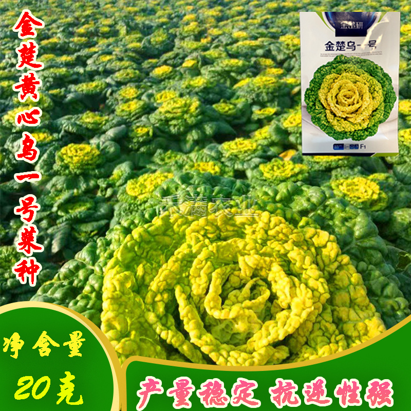 金楚乌一号黄心乌塌菜种子耐寒黄心菜种子菊花心白菜种子