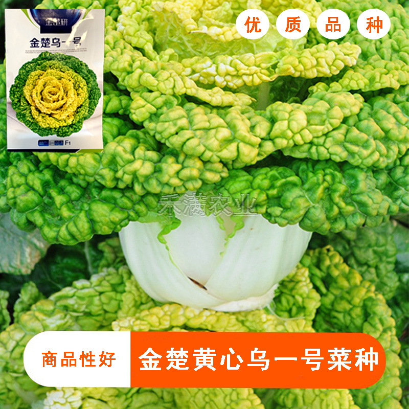 金楚乌一号黄心乌塌菜种子耐寒黄心菜种子菊花心白菜种子