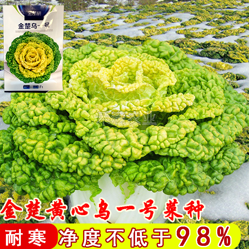 金楚乌一号黄心乌塌菜种子耐寒黄心菜种子菊花心白菜种子