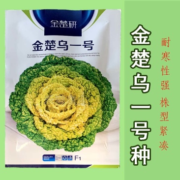 金楚乌一号黄心乌塌菜种子耐寒黄心菜种子菊花心白菜种子