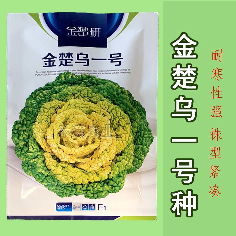 金楚乌一号黄心乌塌菜种子耐寒黄心菜种子菊花心白菜种子