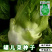 四川正宗罐儿菜种子大头菜薄皮棒棒菜种子罐儿菜种子