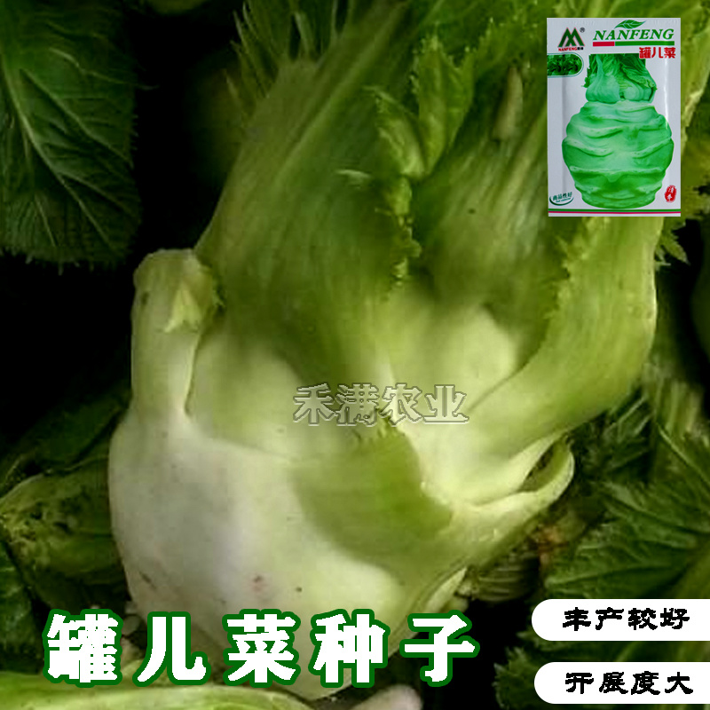 四川正宗罐儿菜种子大头菜薄皮棒棒菜种子罐儿菜种子