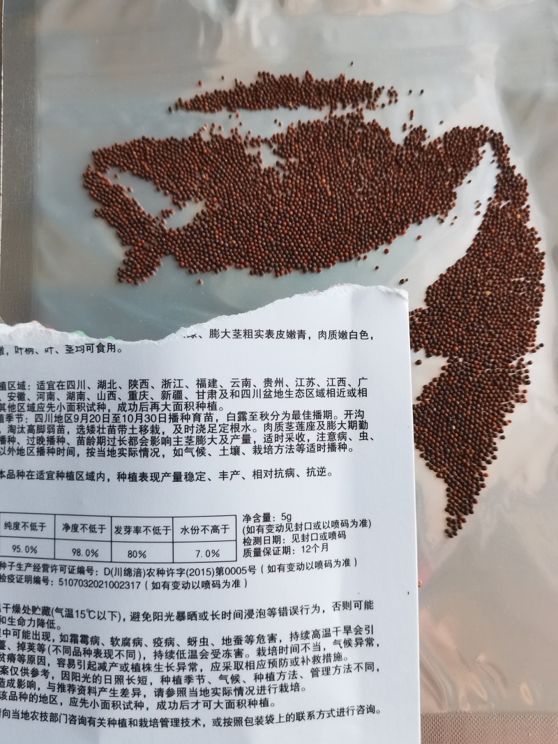 四川正宗罐儿菜种子大头菜薄皮棒棒菜种子罐儿菜种子