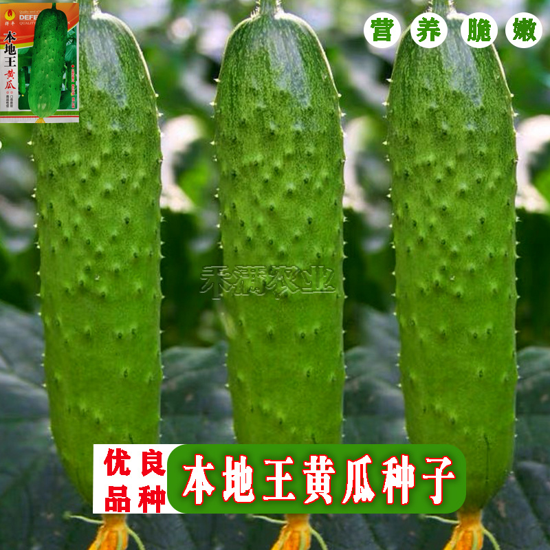 本地王黄瓜种子春秋露地栽大田小黄瓜旱黄瓜种子