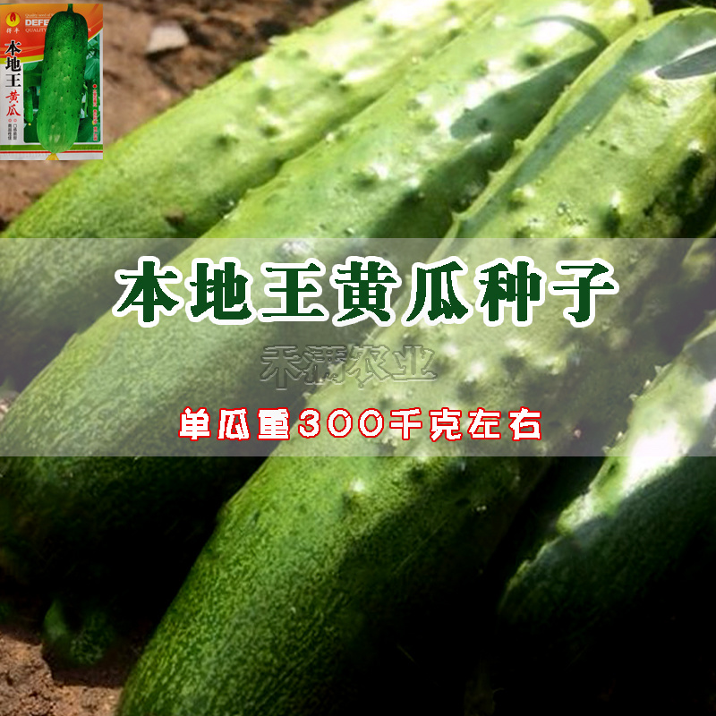 本地王黄瓜种子春秋露地栽大田小黄瓜旱黄瓜种子