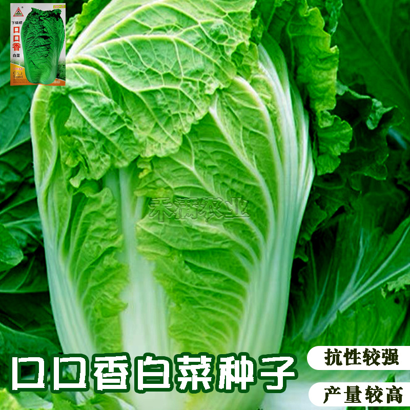 口口香秋季高产抗病白菜种子抗病10克口感好白菜种子