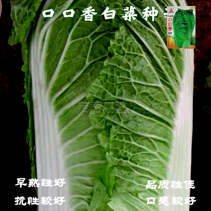 口口香秋季高产抗病白菜种子抗病10克口感好白菜种子