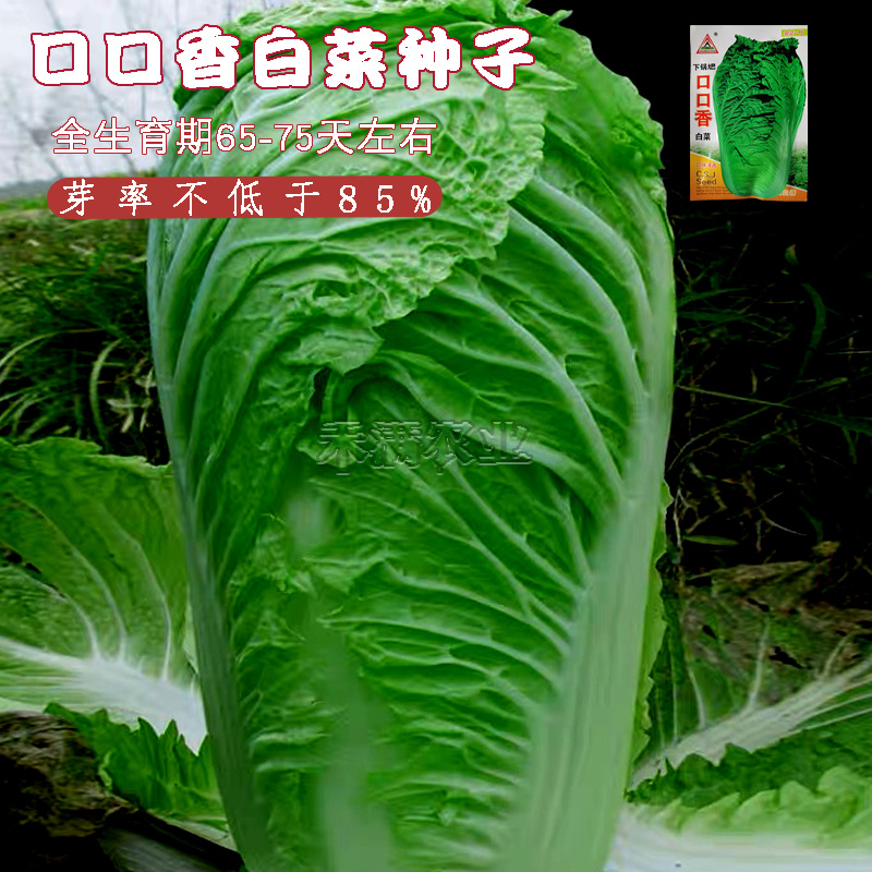 口口香秋季高产抗病白菜种子抗病10克口感好白菜种子