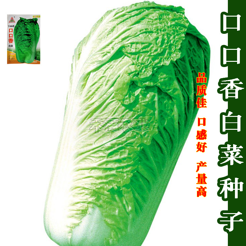 口口香秋季高产抗病白菜种子抗病10克口感好白菜种子