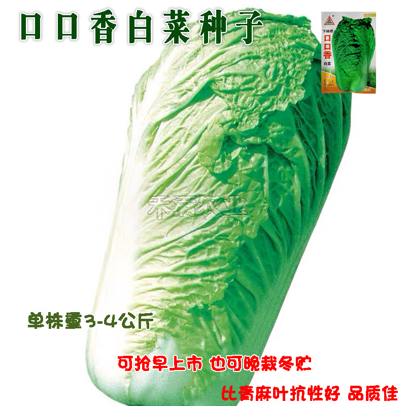 口口香秋季高产抗病白菜种子抗病10克口感好白菜种子