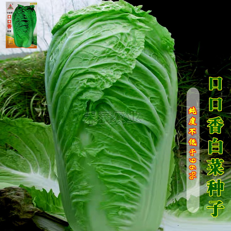 口口香秋季高产抗病白菜种子抗病10克口感好白菜种子