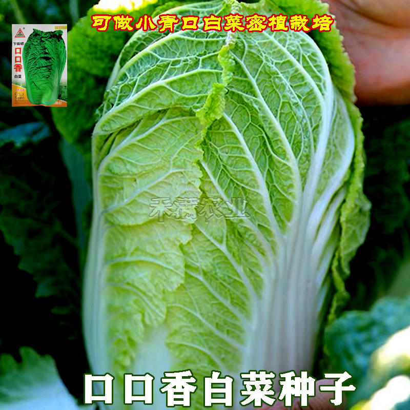 口口香秋季高产抗病白菜种子抗病10克口感好白菜种子