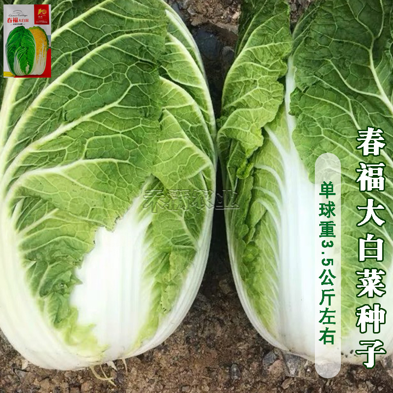 春福黄心白菜种子黄芯秋播大白菜种籽冬储白菜耐寒口感好秋冬