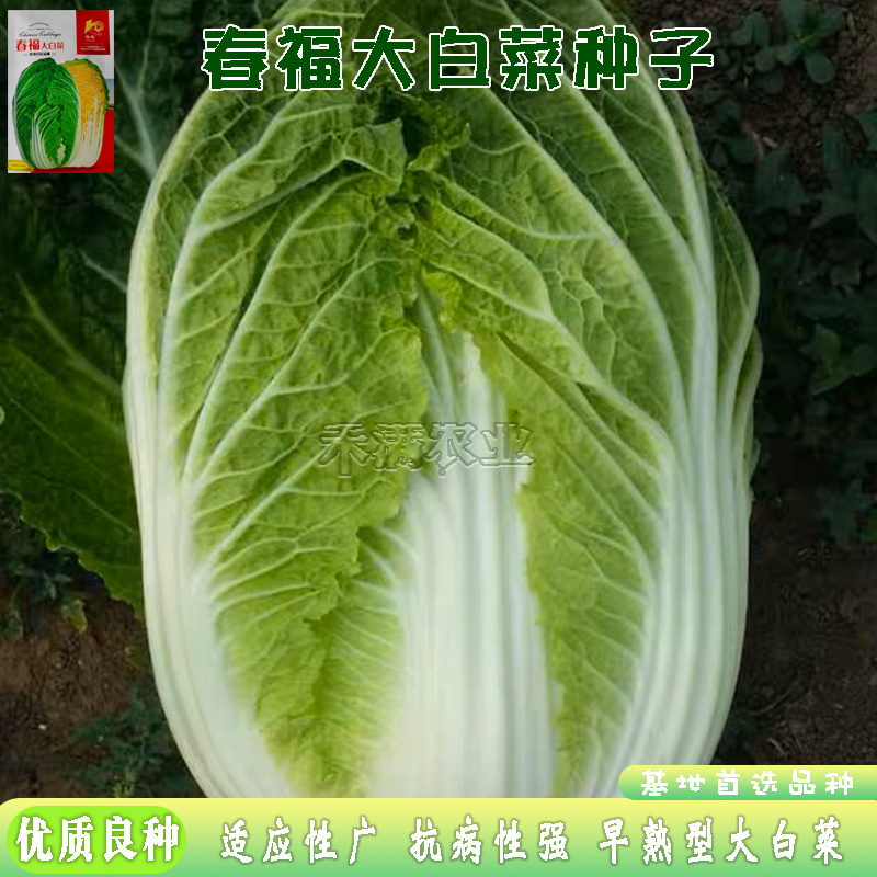 春福黄心白菜种子黄芯秋播大白菜种籽冬储白菜耐寒口感好秋冬