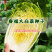 春福黄心白菜种子黄芯秋播大白菜种籽冬储白菜耐寒口感好秋冬