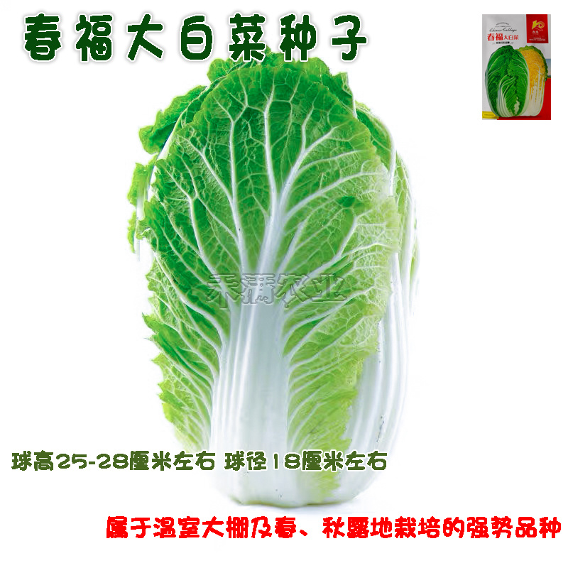 春福黄心白菜种子黄芯秋播大白菜种籽冬储白菜耐寒口感好秋冬
