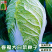 春福黄心白菜种子黄芯秋播大白菜种籽冬储白菜耐寒口感好秋冬