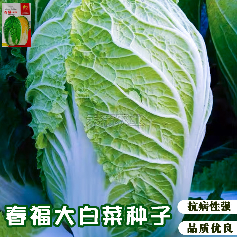 春福黄心白菜种子黄芯秋播大白菜种籽冬储白菜耐寒口感好秋冬