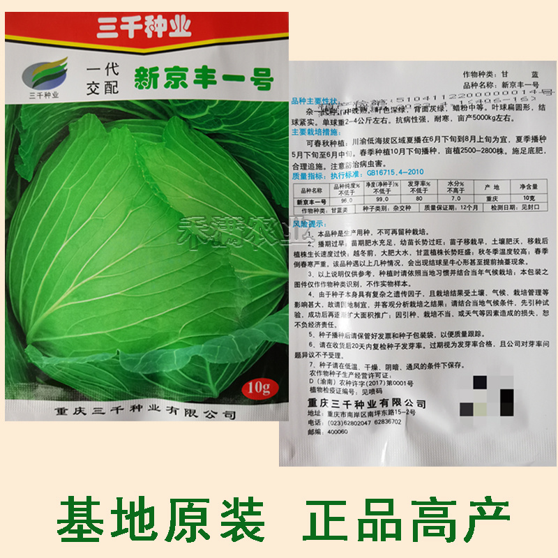 新品种新京丰一号甘蓝种子高产秋播蔬菜种孑包菜甘蓝种子