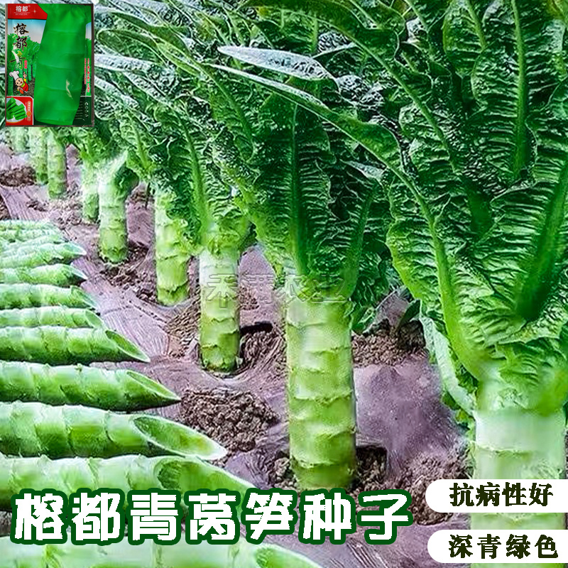 榕都青莴笋种子莴苣种籽耐湿热抗高温青皮莴笋种子蔬菜种子大