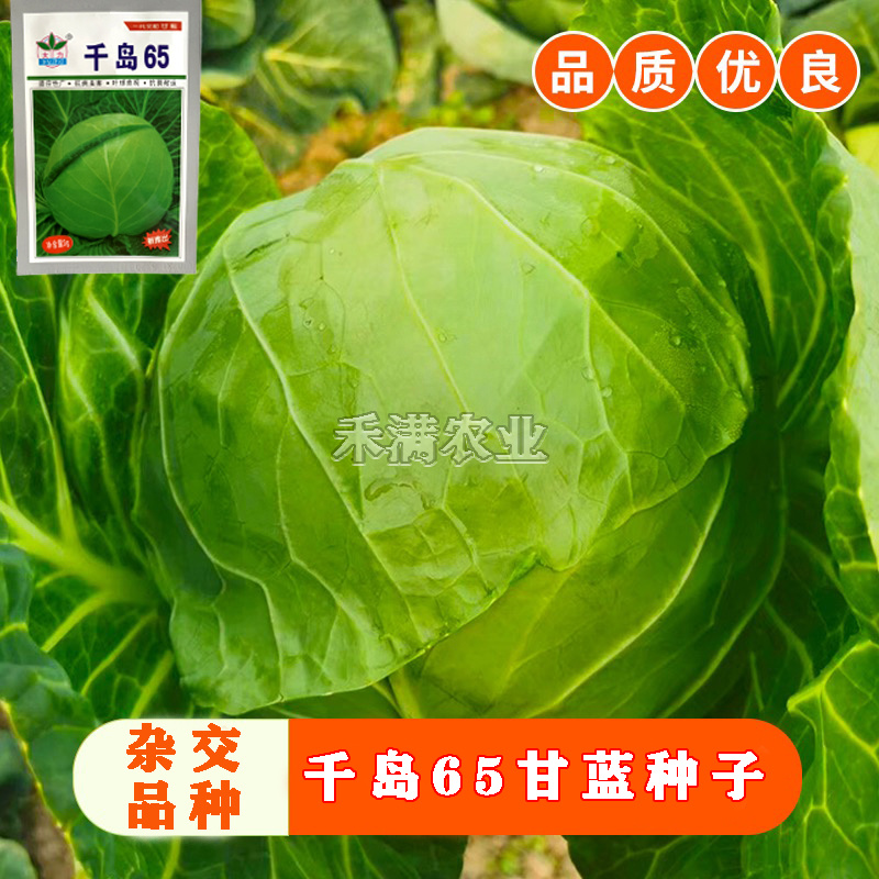 甘蓝种子日本铁头甘蓝种籽包菜卷心菜花莲白苗子甘蓝种子