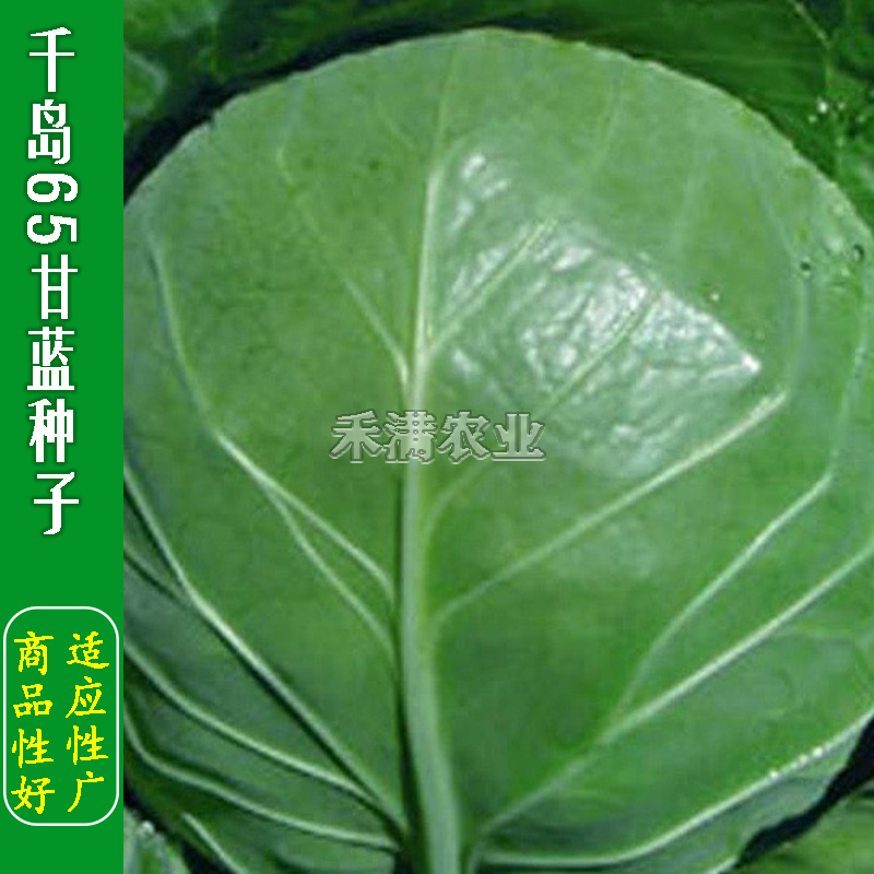 甘蓝种子日本铁头甘蓝种籽包菜卷心菜花莲白苗子甘蓝种子