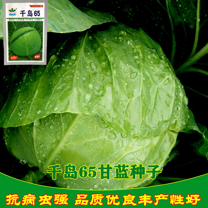 甘蓝种子日本铁头甘蓝种籽包菜卷心菜花莲白苗子甘蓝种子