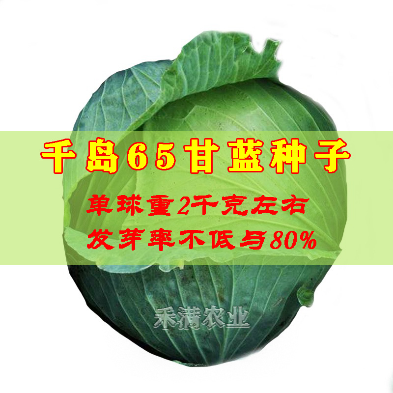 甘蓝种子日本铁头甘蓝种籽包菜卷心菜花莲白苗子甘蓝种子