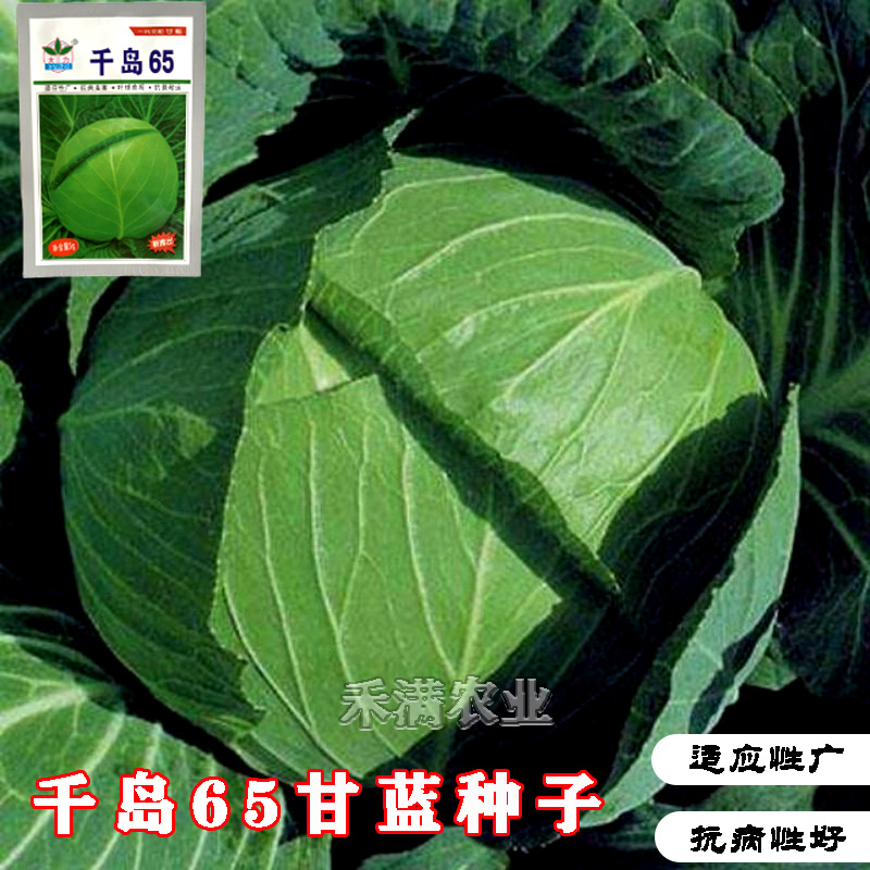 甘蓝种子日本铁头甘蓝种籽包菜卷心菜花莲白苗子甘蓝种子