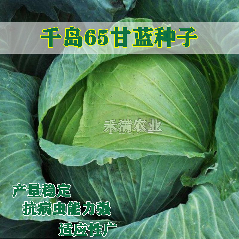 甘蓝种子日本铁头甘蓝种籽包菜卷心菜花莲白苗子甘蓝种子
