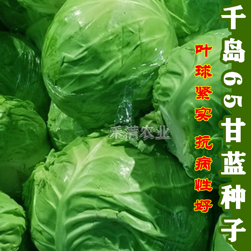 甘蓝种子日本铁头甘蓝种籽包菜卷心菜花莲白苗子甘蓝种子