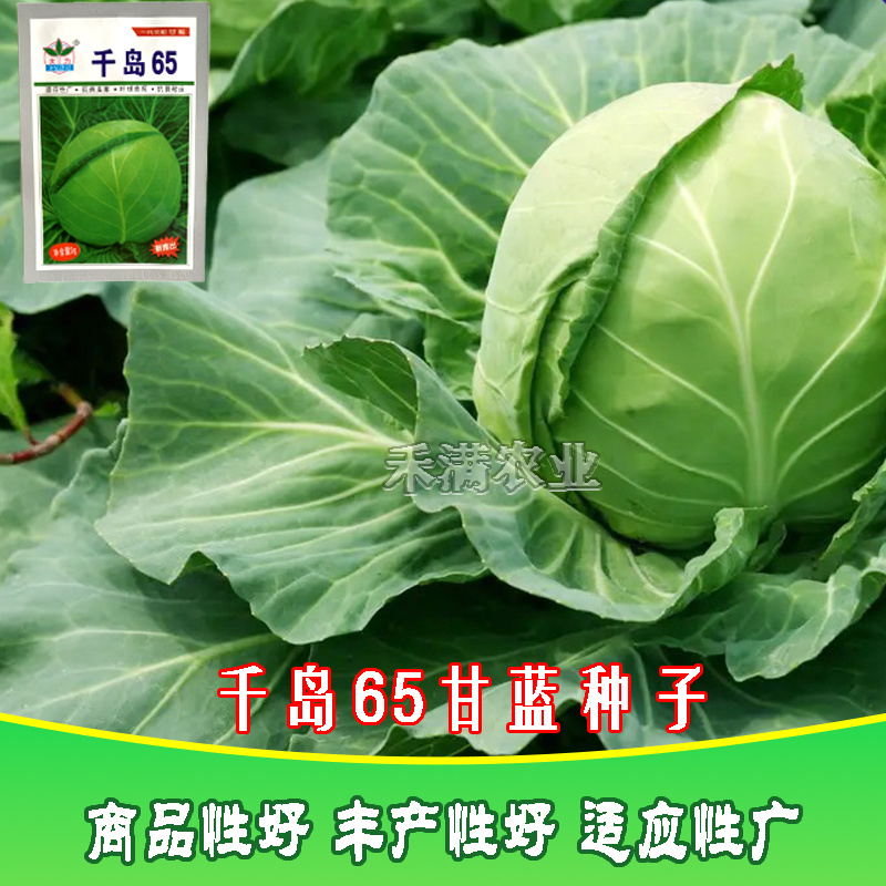 甘蓝种子日本铁头甘蓝种籽包菜卷心菜花莲白苗子甘蓝种子