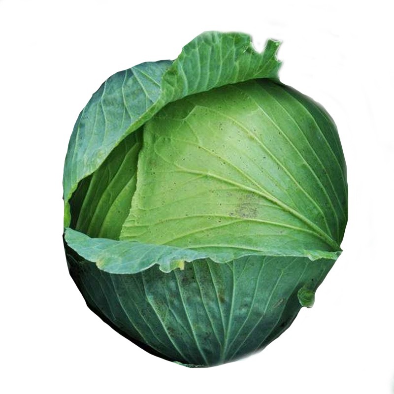 批发7克京丰一号京丰1号甘蓝种子高产秋播蔬菜种孑甘蓝种子