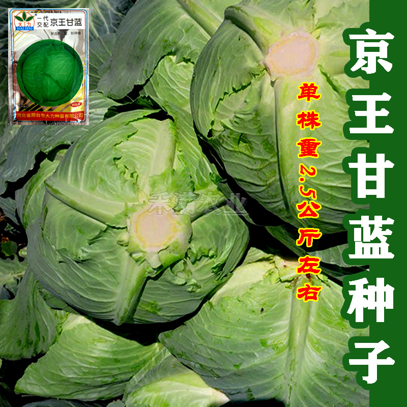 批发7克京丰一号京丰1号甘蓝种子高产秋播蔬菜种孑甘蓝种子