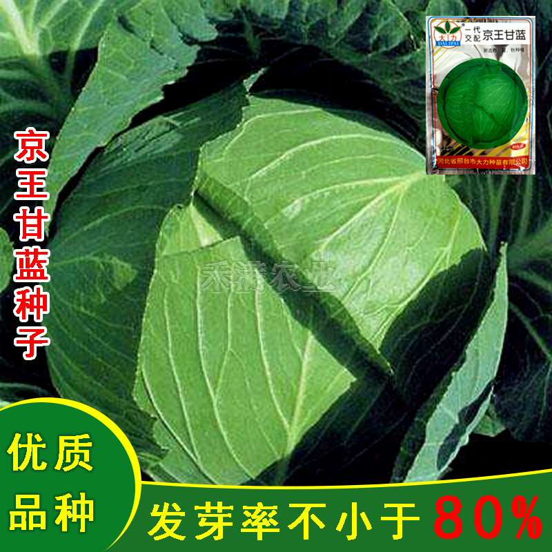 批发7克京丰一号京丰1号甘蓝种子高产秋播蔬菜种孑甘蓝种子