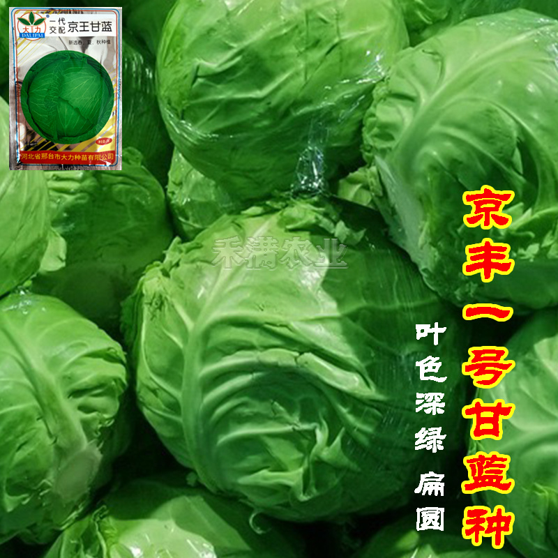 批发7克京丰一号京丰1号甘蓝种子高产秋播蔬菜种孑甘蓝种子