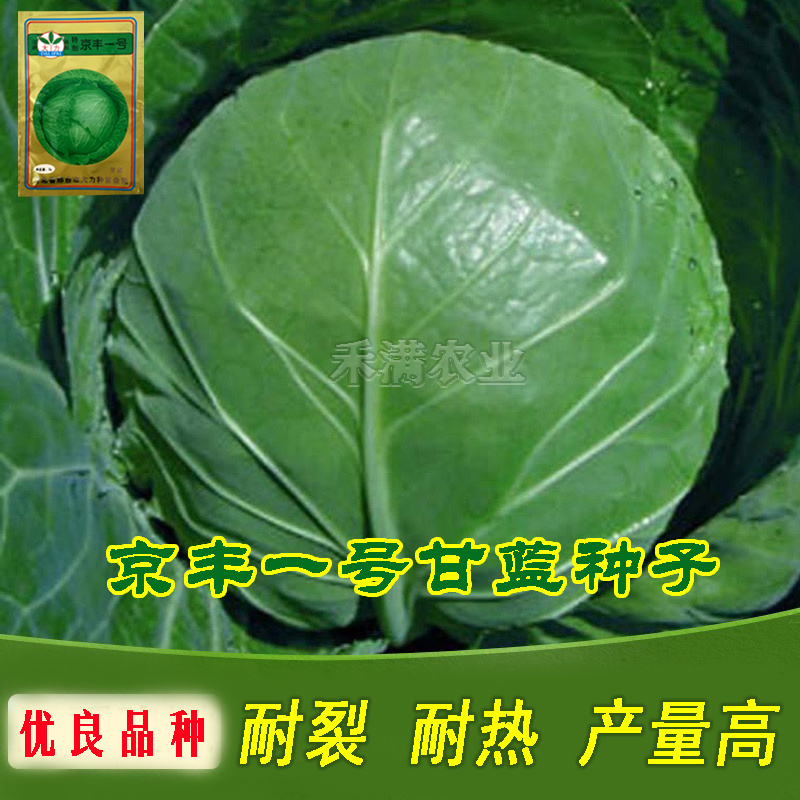 批发2克装京丰一号甘蓝种子秋播蔬菜种孑包菜种子甘蓝种子