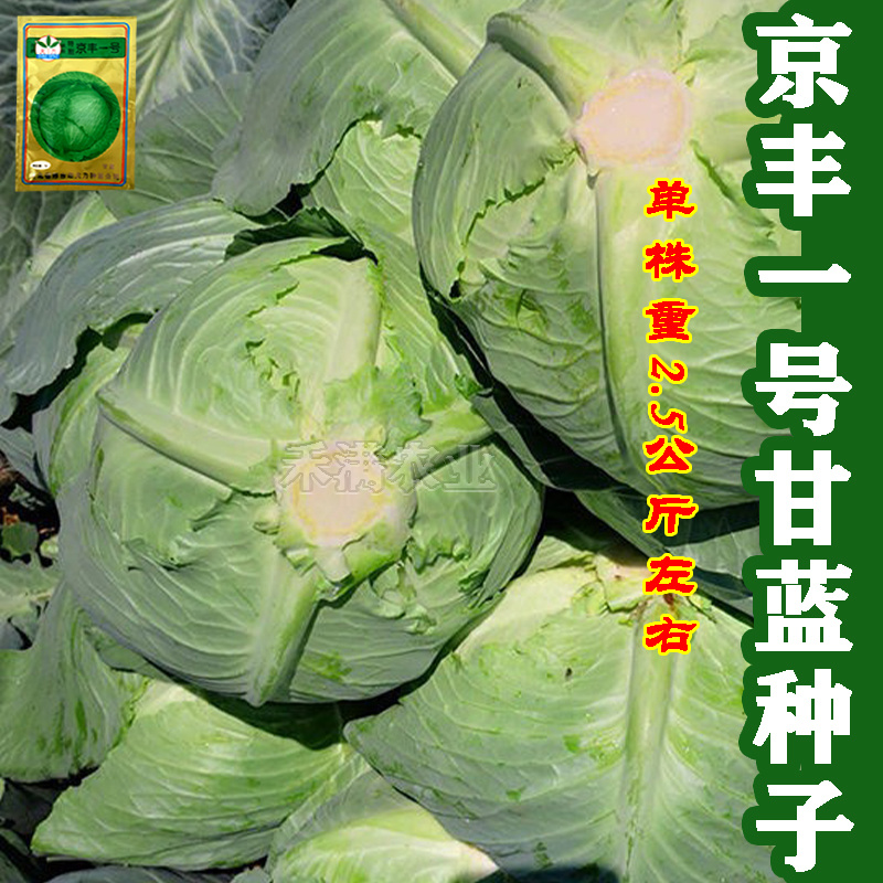 批发2克装京丰一号甘蓝种子秋播蔬菜种孑包菜种子甘蓝种子