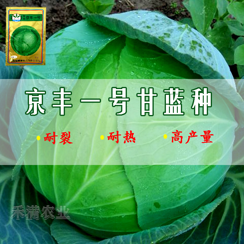 批发2克装京丰一号甘蓝种子秋播蔬菜种孑包菜种子甘蓝种子