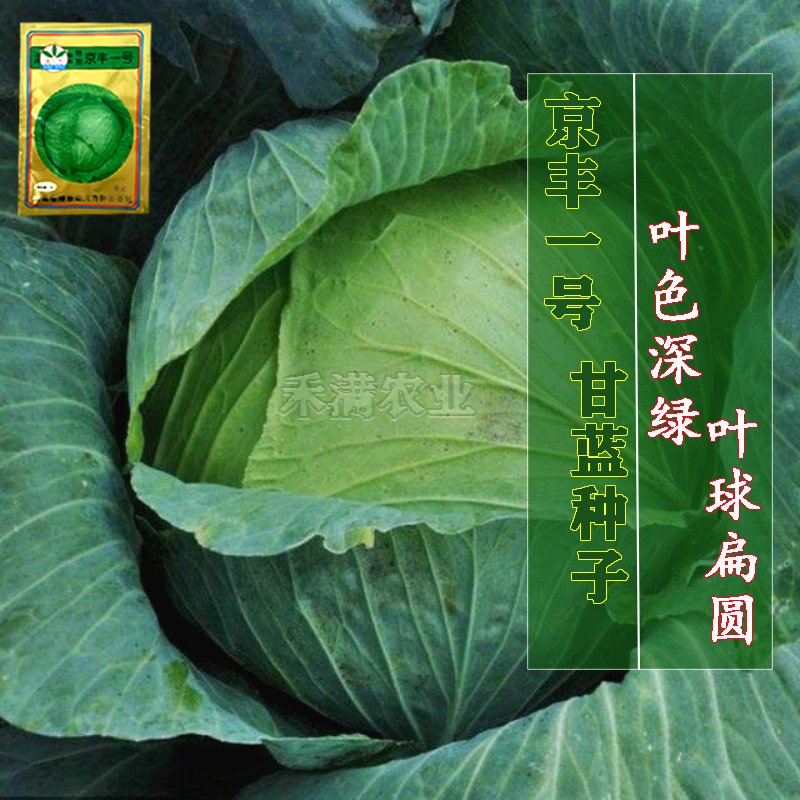 批发2克装京丰一号甘蓝种子秋播蔬菜种孑包菜种子甘蓝种子