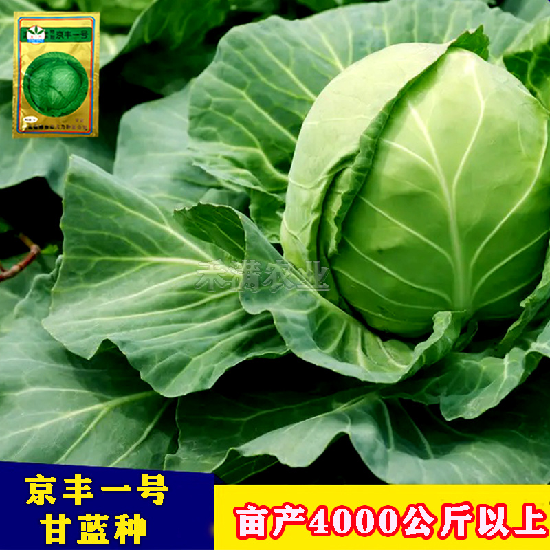 批发2克装京丰一号甘蓝种子秋播蔬菜种孑包菜种子甘蓝种子