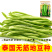 无筋地豆种子四季豆种子绿荚圆棒形肉厚春秋播高产无架豆种子