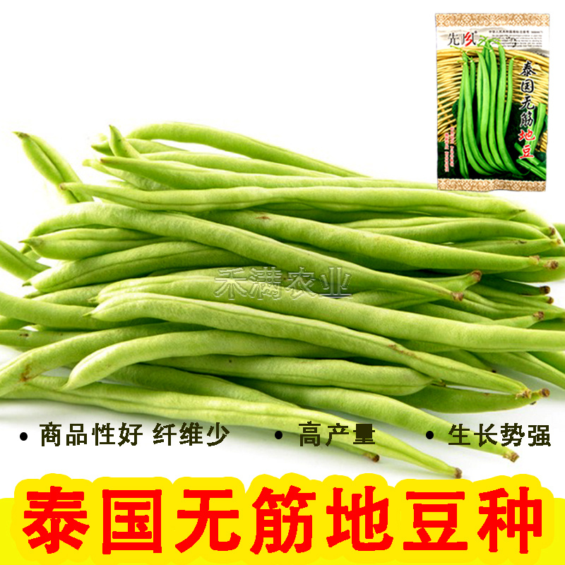 无筋地豆种子四季豆种子绿荚圆棒形肉厚春秋播高产无架豆种子