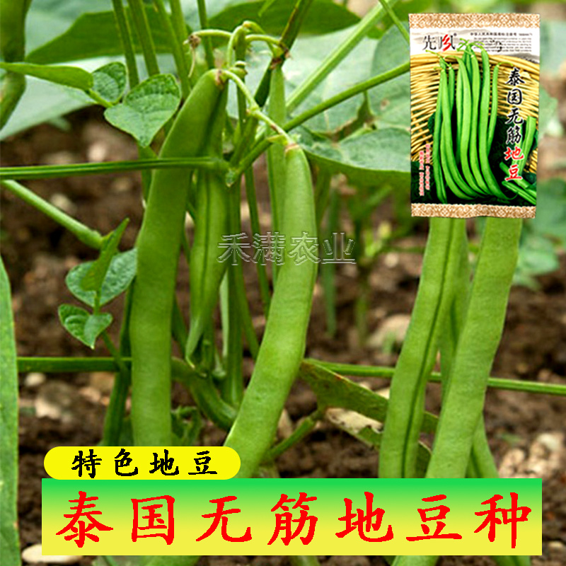 无筋地豆种子四季豆种子绿荚圆棒形肉厚春秋播高产无架豆种子