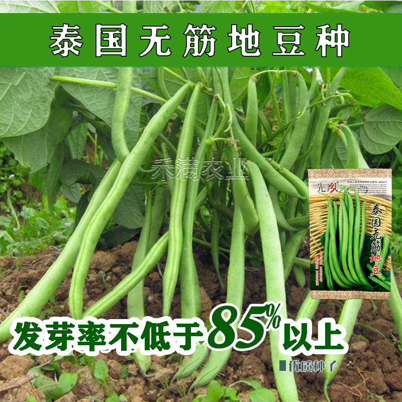 无筋地豆种子四季豆种子绿荚圆棒形肉厚春秋播高产无架豆种子