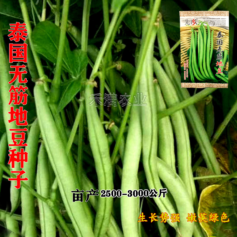无筋地豆种子四季豆种子绿荚圆棒形肉厚春秋播高产无架豆种子