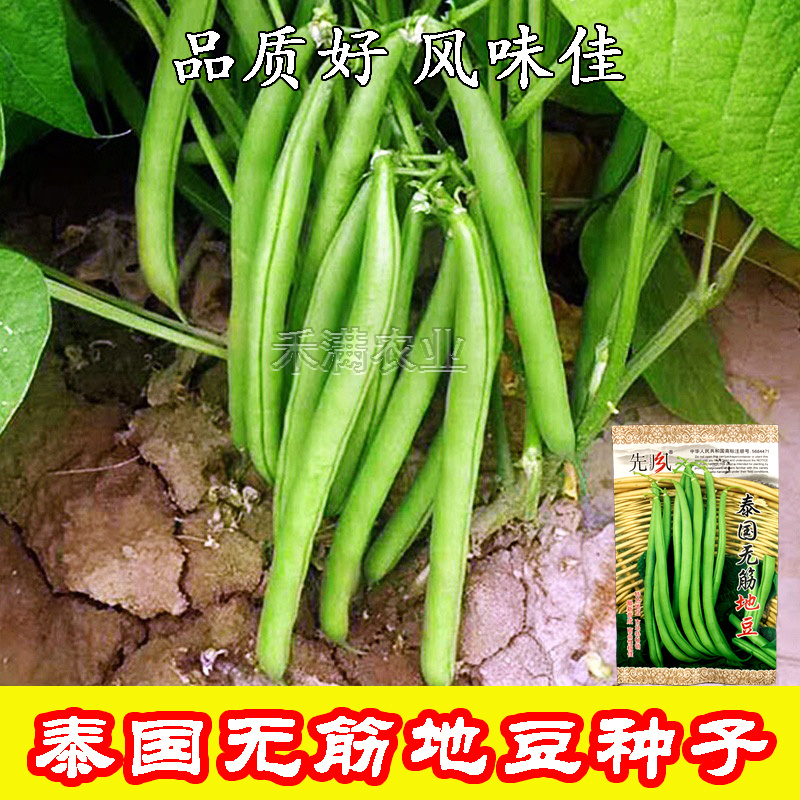 无筋地豆种子四季豆种子绿荚圆棒形肉厚春秋播高产无架豆种子