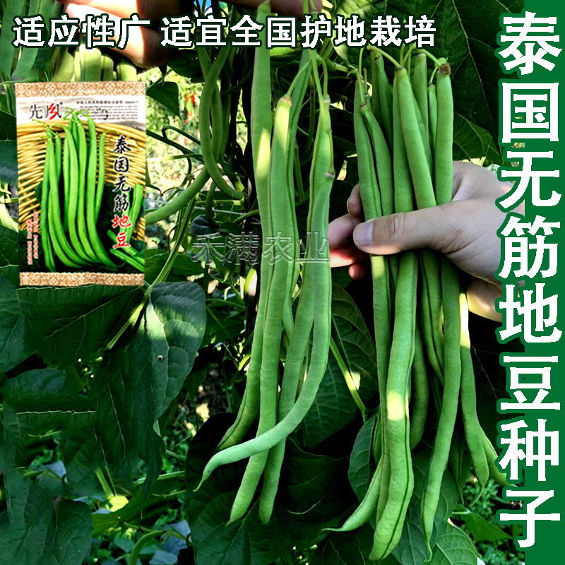无筋地豆种子四季豆种子绿荚圆棒形肉厚春秋播高产无架豆种子